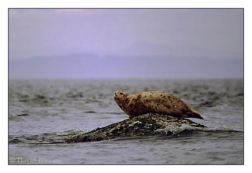 Photo of Phoca vitulina by <a href="http://www.blevinsphoto.com/contact.htm">David Blevins</a>